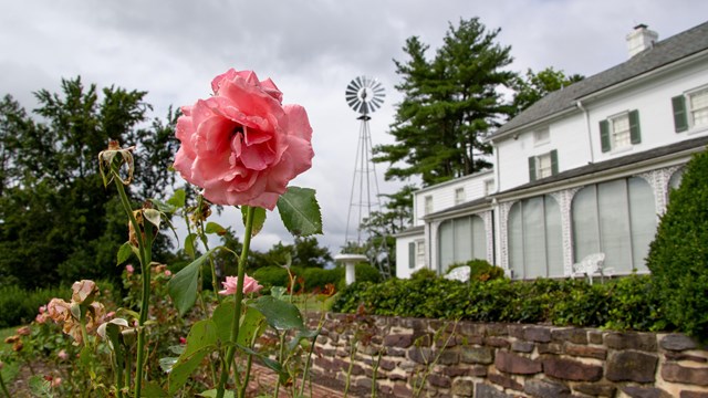 A color image of a pink flower with the white brick Eisenhower home in the background