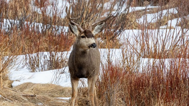 Mule deer buck seen in spring