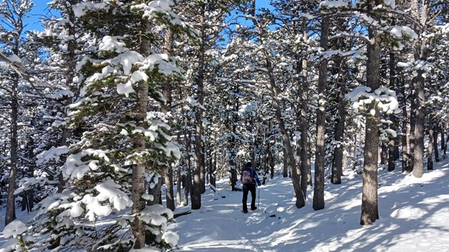 A person is hiking on a trail covered in fresh snow