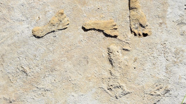 Multiple human footprints fossilized in hard sediment cross the ground. Individual toes can be seen.