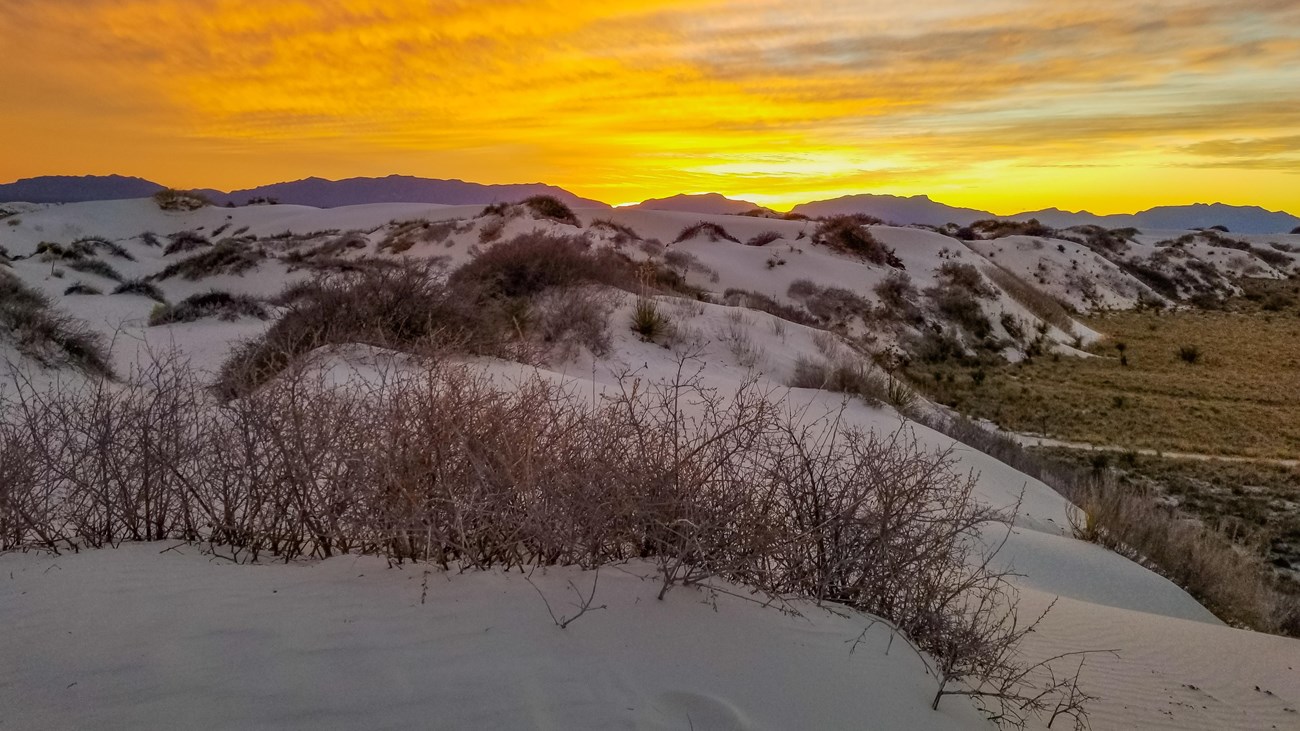 a white sand dune ridge runs into the distance covered in shrubs with a golden sunset.