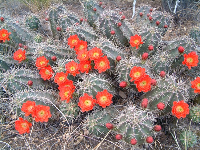cluster of small cactus with red flowers