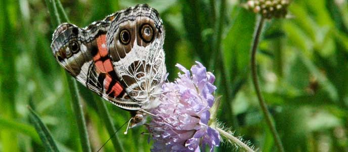 American Lady butterfly on a flower