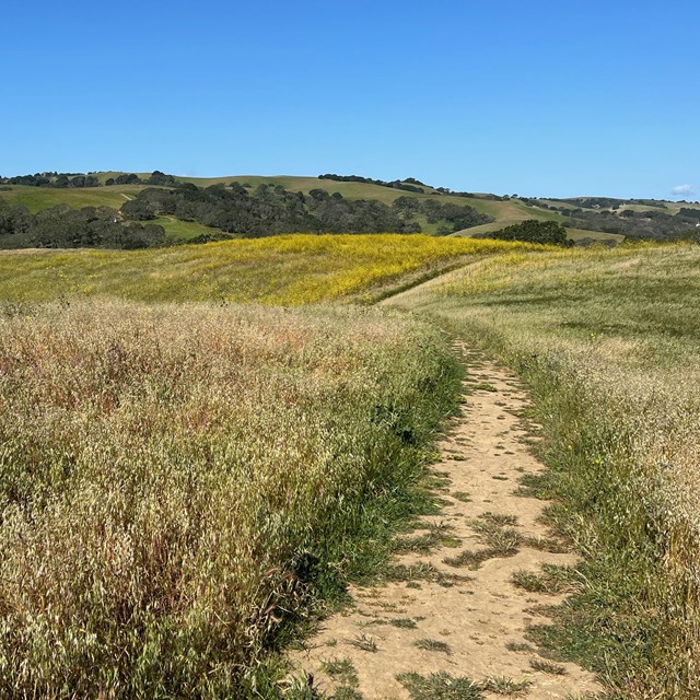 A trail winds through the hills. Grass and trees  are seen in the background. 