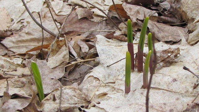 Skinny green plants extend from leaf litter.