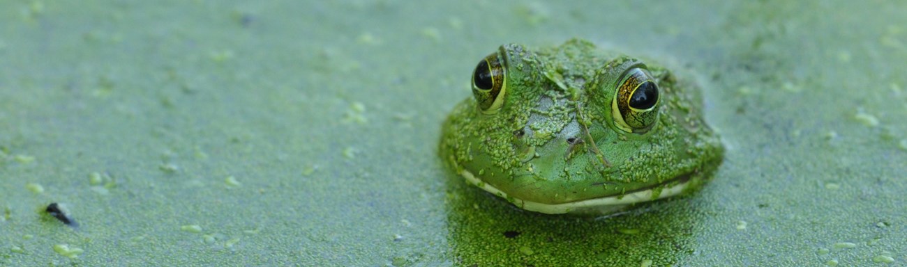 just popping up bullfrog NPS GEtter a bullfrog pops up from water with green algae layer