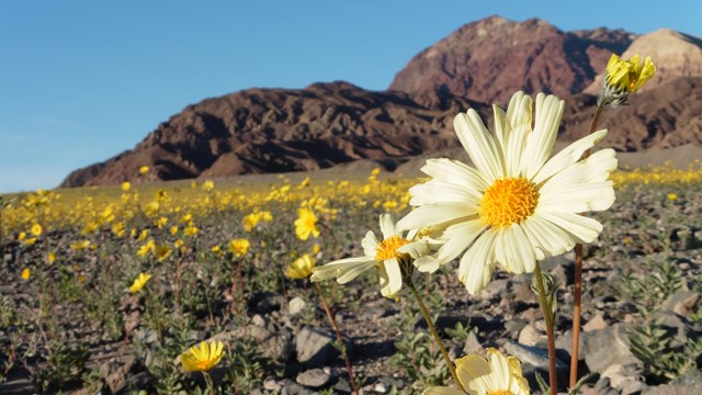 Wildflowers in Death Valley
