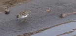 Least Sandpiper at Lake Mead