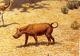 Menoceras, rhino that reached 3 ft. tall at maturity.