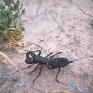 Field Guide to Spiders and Scorpions - Amistad National Recreation Area