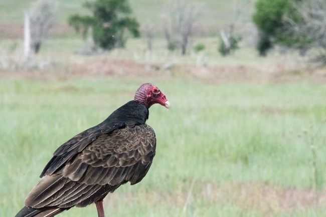 A large bird stands in a grassy area.