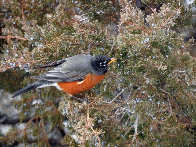 American robins inhabit a wide variety of habitats throughout much of the United States. An American robin is peched on a branch of a juniper tree.