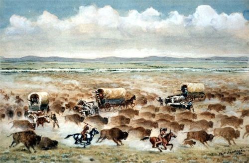A herd of bison stampede and surround three covered wagons.