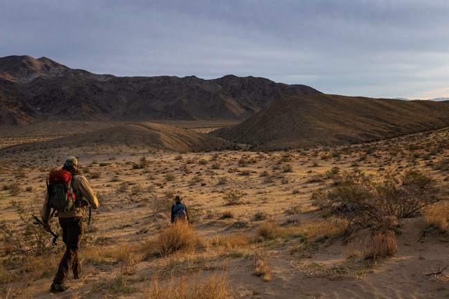 Two researchers hiking towards a mountain surrounded by desert shrubs.