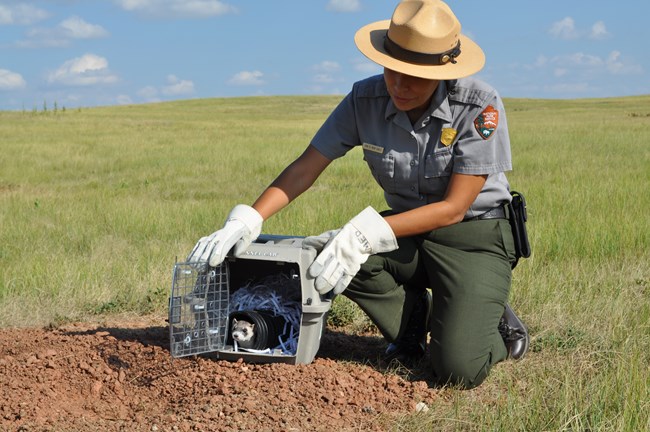 a ranger with gloves releases a ferret into a burrow from an animal carrier packed with shredded paper