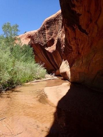 Green vegetation in the riparian zone along a small creek in red sandstone.
