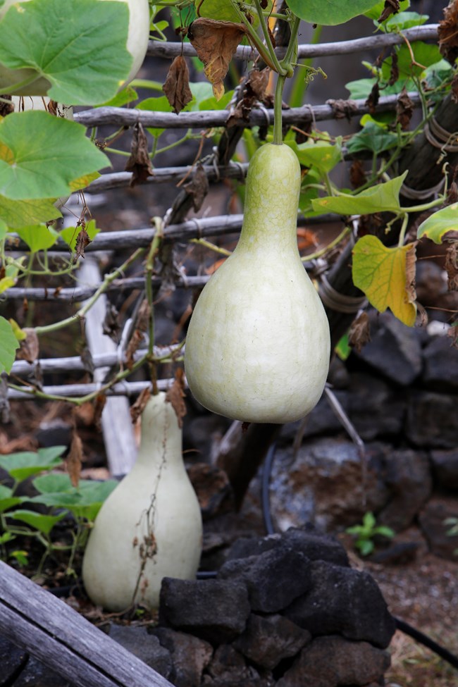 A gourd hanging in a garden