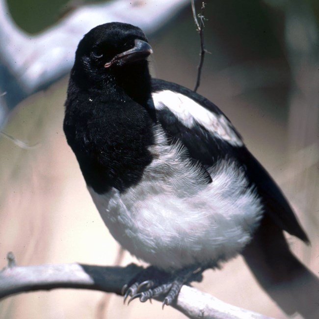 Black Billed Magpie A black and white bird is perched on a tree branch.