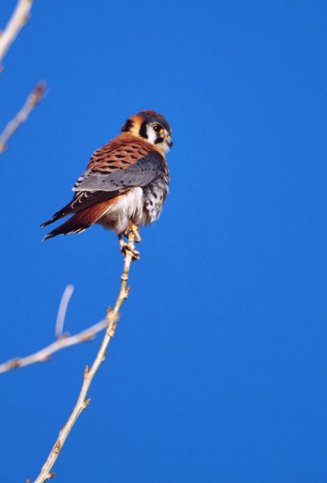 An American Kestrel is perched on a bare tree branch.