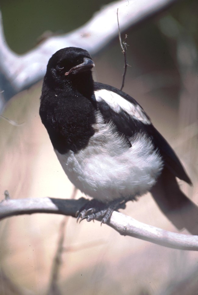 A black and white bird is perched on a tree branch.