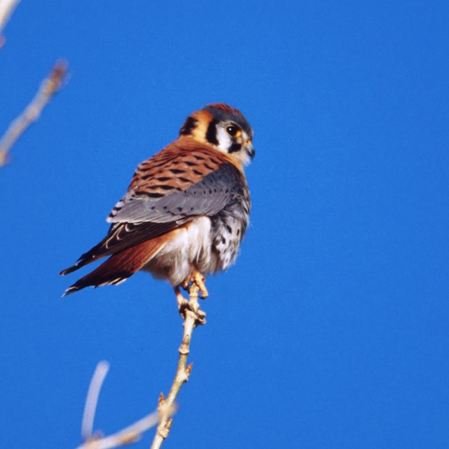 American kestrel square A gray and orange American kestrel is perched on a bare tree branch.