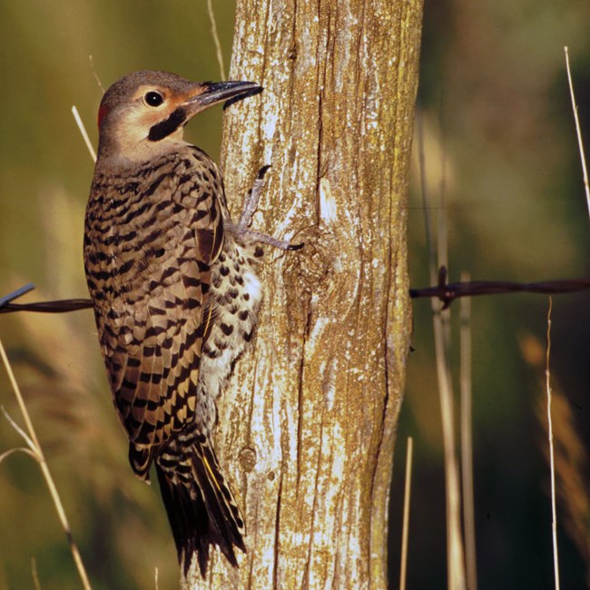 Northern Flicker A tan and black checkered bird with a long bill is perched on the side of a fence post.