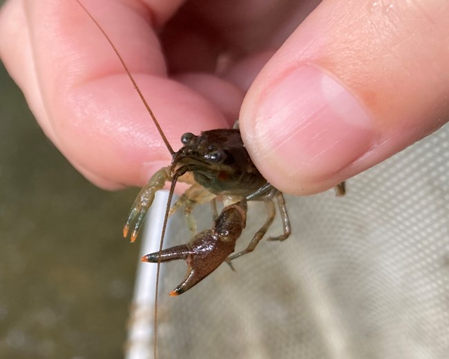 A crayfish with black bands on the tips of its claws held by a human hand