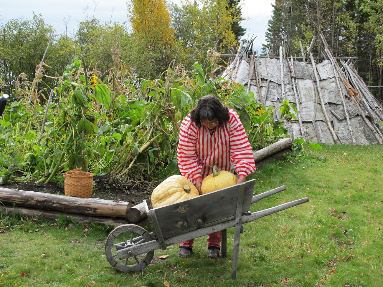 Gardener with two large squashes in a wooden wheelbarrow in front of a vegetable garden.