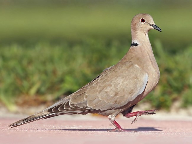 A gray dove stands on the ground.