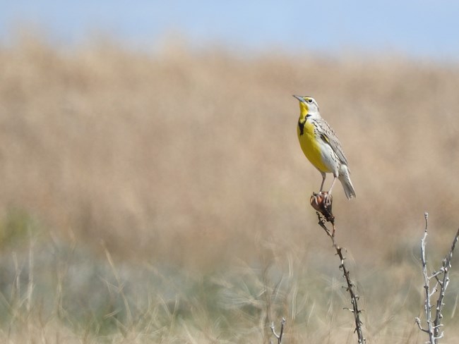 A yellow bird is perched on a yucca stalk.