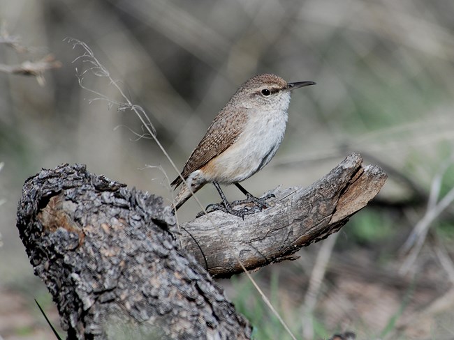 A small bird is perched on a dead tree branch.