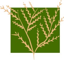 Graphic representation of a shrub - meant to be eye catching.
