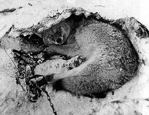 A coyote is caught in a trap in 1929 in Yellowstone National Park.