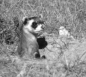 Ferret, Badlands National Park, around 1996. Ferret, Badlands National Park, around 1996.
