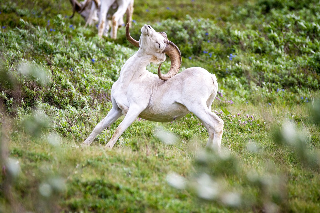 A young sheep scratches its back with its horns