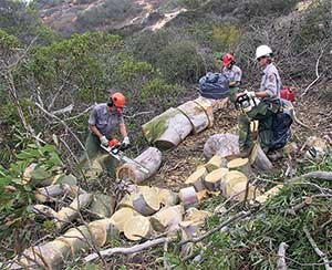 Eucalyptus tree removal, Cabrillo National Monument, 2002.