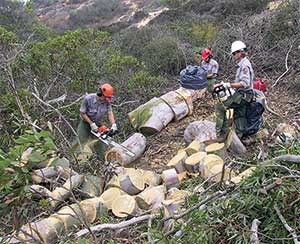 Eucalyptus tree removal, Cabrillo National Monument, 2002. Eucalyptus tree removal, Cabrillo National Monument, 2002.