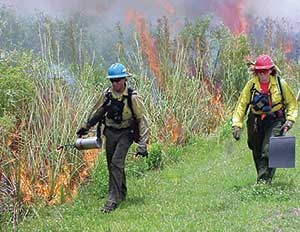 Prescribed burn, 2001, Pinelands, Everglades National Park. Prescribed burn, 2001, Pinelands, Everglades National Park.