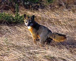 Island fox, 1999, Channel Islands National Park.