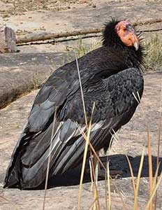 California condor, 2015, Grand Canyon National Park. California condor, 2015, Grand Canyon National Park.
