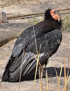 California condor, 2015, Grand Canyon National Park.