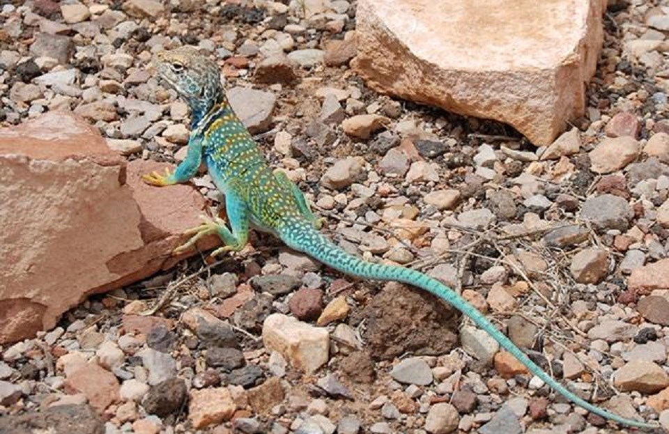 Green and yellow-colored lizard