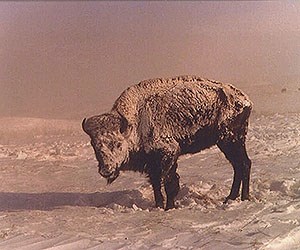 A black and white photo of a bison cow standing on a snowy landscape, also covered in snow