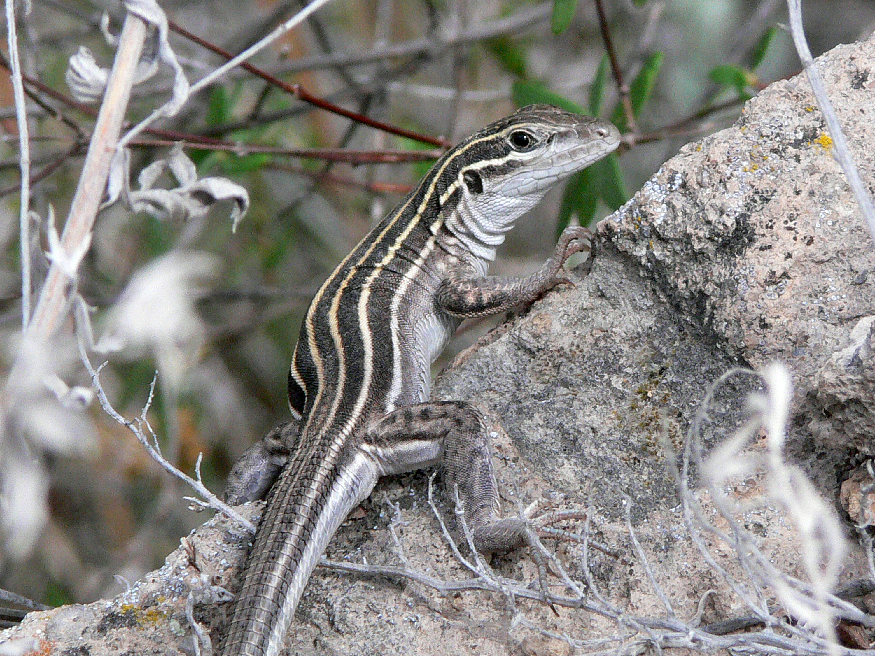 alabama lizards
