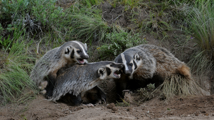 www.nps.gov/band/images/badger-trio-fight.jpg