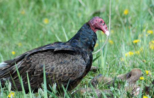 Pics of Vulture , Vulture picture, Vulture wallpapers, Picture of a Vulture 