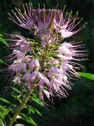 backlight rm beeweed