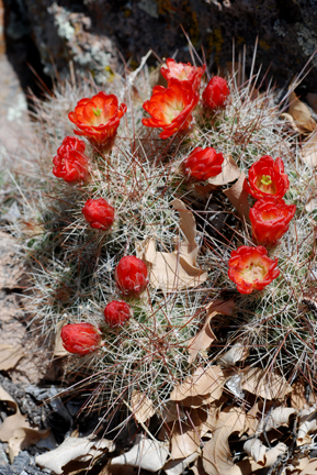 Claretcup Cactus Claretcup Cactus