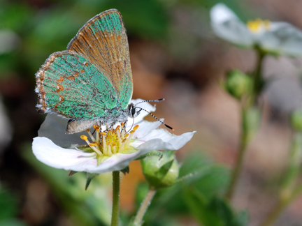 Bramble Hairstreak