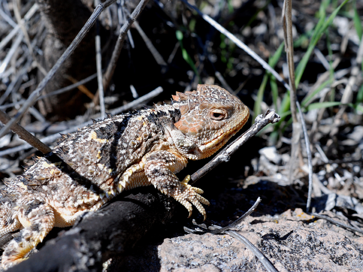 short-horned lizard